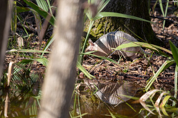 Nine-Banded Armadillo Foraging in the Forest
