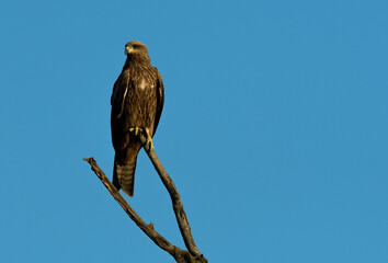 A majestic eagle perched on top of a tree.