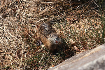 日本の池に住むヌートリア