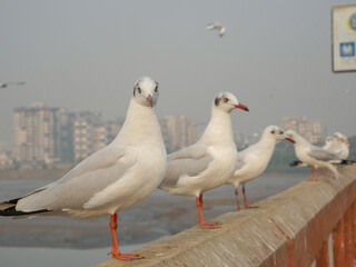 Group of Seagulls standing on bridge railing
