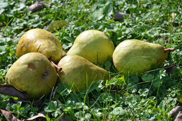 Birnen im Salzkammergut, Österreich, Europa - Pears in the Salzkammergut, Austria, Europe