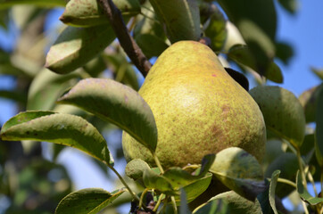 Birnen im Salzkammergut, Österreich, Europa - Pears in the Salzkammergut, Austria, Europe