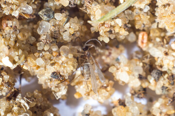 small fly on sand macro series