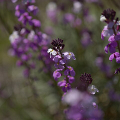 Flora of Gran Canaria - lilac flowers of crucifer plant Erysimum albescens, endemic to the island natural macro floral background
