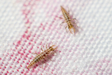 predatory millipede macro series