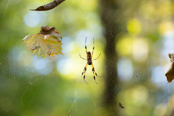 Golden Orb Weaver Spider