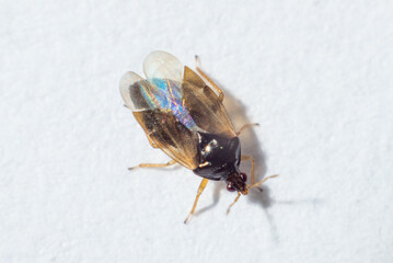 beautiful little beetle on a white macro background