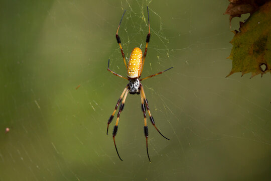 Golden Orb Weaver Spider