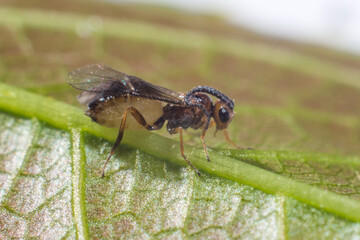 very small fly on a green macro leaf