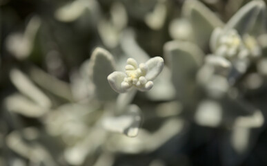 Flora of Gran Canaria -  Sideritis dasygnaphala, white mountain tea of Gran Canaria, endemic, natural macro floral background
