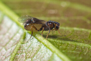 very small fly on a green macro leaf