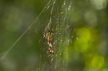 Golden Orb Weaver Spider