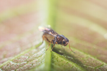 very small fly on a green macro leaf