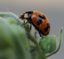 Lady bug on a leaf in a suburban Sydney house backyard nsw australia