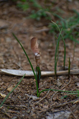 Close-up shot of Blue Atlas Cedar 