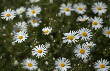 Flora of Gran Canaria -  Argyranthemum, marguerite daisy endemic to the Canary Islands
