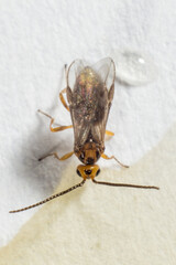 fly drinks on a bright background macro