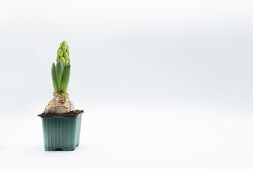 Hyacinth bulb in a small vase not yet in bloom, on white background with copy space.