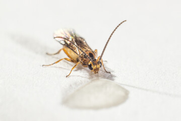 fly drinks on a bright background macro