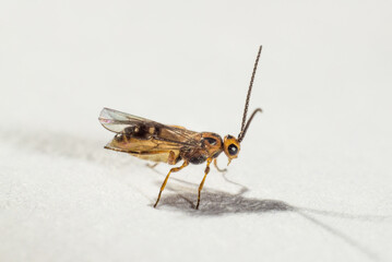 small fly on a bright macro background