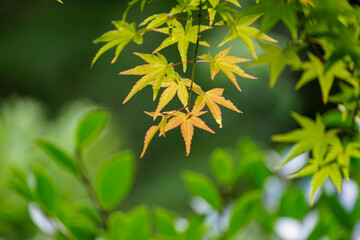 日本楓の紅葉が始まった葉