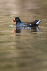 Common Moorhen, Gallinula chloropus, waterhen, swamp chicken