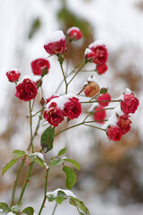 Schnee auf Rosenblüten im Dezember im Salzkammergut, Österreich, Europa - Snow on rose blossoms...