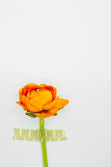 Fleur renoncule orange sur un fond blanc - Composition florale minimaliste et espace vide
