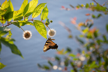 Tiger Swallowtail Butterfly on Buttonbush