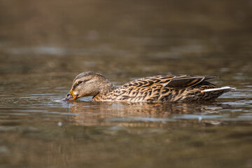 Mallard Duck, Mallard, Anas platyrhynchos