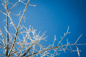 Willow oak branches covered in ice against blue sky with copy space