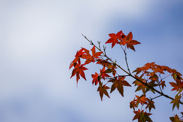 日本楓の紅葉が始まった葉
