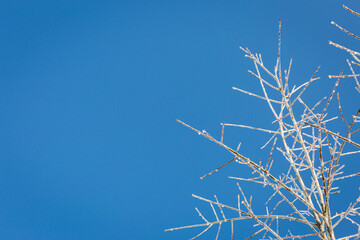 Willow oak branches covered in ice against blue sky with copy space