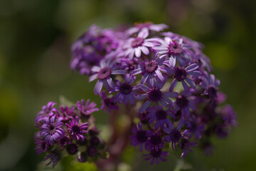 Flora of Gran Canaria - magenta flowers of Pericallis webbii, endemic to the island, natural macro floral background
