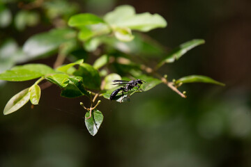 Organ Pipe Mud Dauber