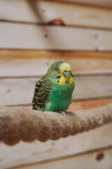 The budgerigar parrot is puffed up and sits on a rope.