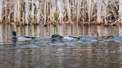 Mallard Duck, Mallard, Anas platyrhynchos