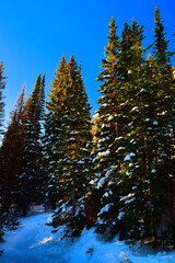 Christmas Trees