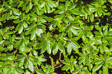 Texture of rhododendron leaves on a sunny day in the garden.