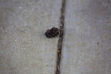 Wasp Nest on the Ground