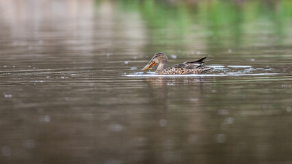 Northern Shoveler, Shoveler, Anas clypeata - female on the water