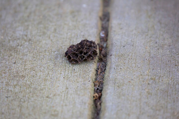 Wasp Nest on the Ground