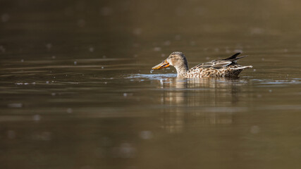 Northern Shoveler, Shoveler, Anas clypeata - female on the water