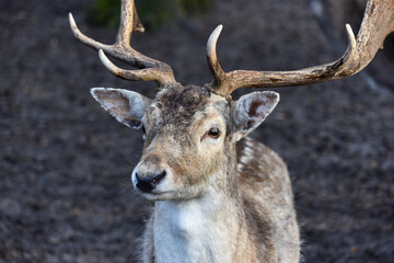 Close view of a fallow deer in the forest.
