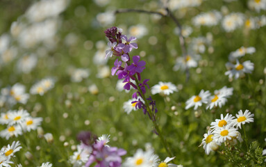 Flora of Gran Canaria - lilac flowers of crucifer plant Erysimum albescens, endemic to the island natural macro floral background