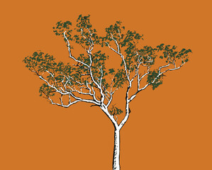 An Australian gum tree on a orange background	
