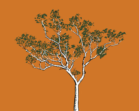 An Australian Gum Tree On A Orange Background	
