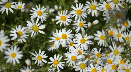 Flora of Gran Canaria -  Argyranthemum, marguerite daisy endemic to the Canary Islands