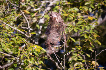 Caterpillar Cocoon