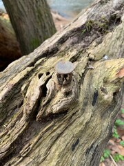 Tarnished one pence piece balancing on a knot in a fallen tree